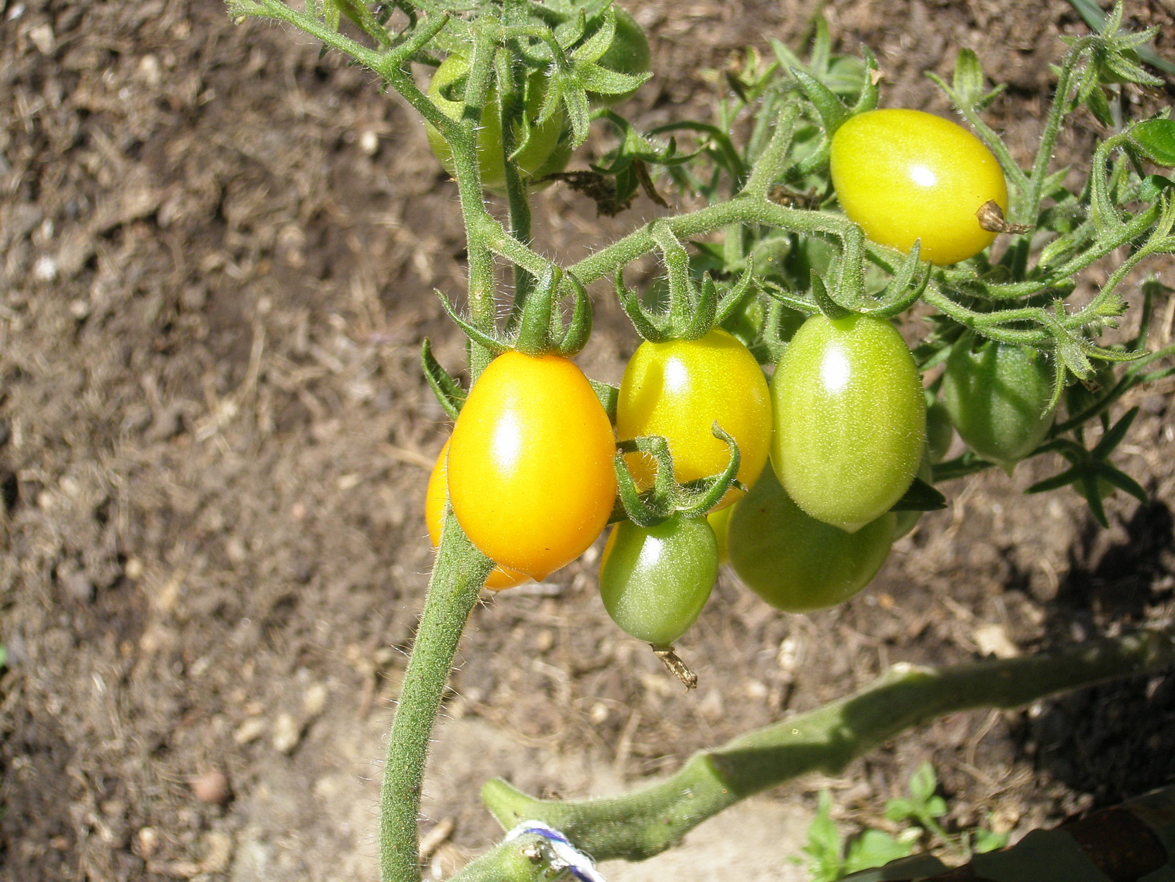 TOM 010 PSR gelbe Cherry / Sehr hübsche Sorte, produktiv, robust, geschmackvoll. Frühreif, sehr geeignet als Topfpflanze auf dem Balkon, muss vor Regen geschützt werden.