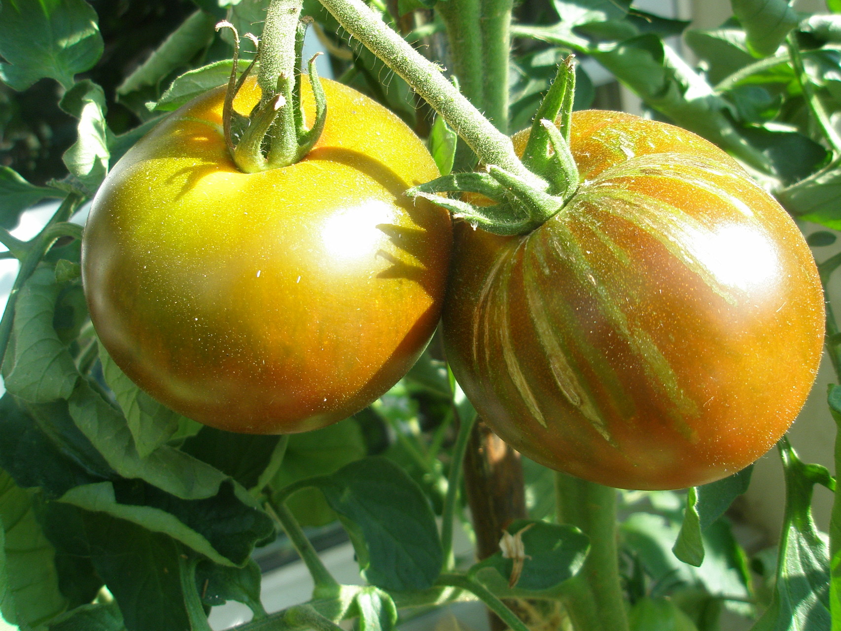 TOM 012 PSR Black Prince / Große, dunkle Tomaten, sehr guter aromatisch-würziger Geschmack, saftige Früchte, wohlschmeckende und ertragreiche Sorte.