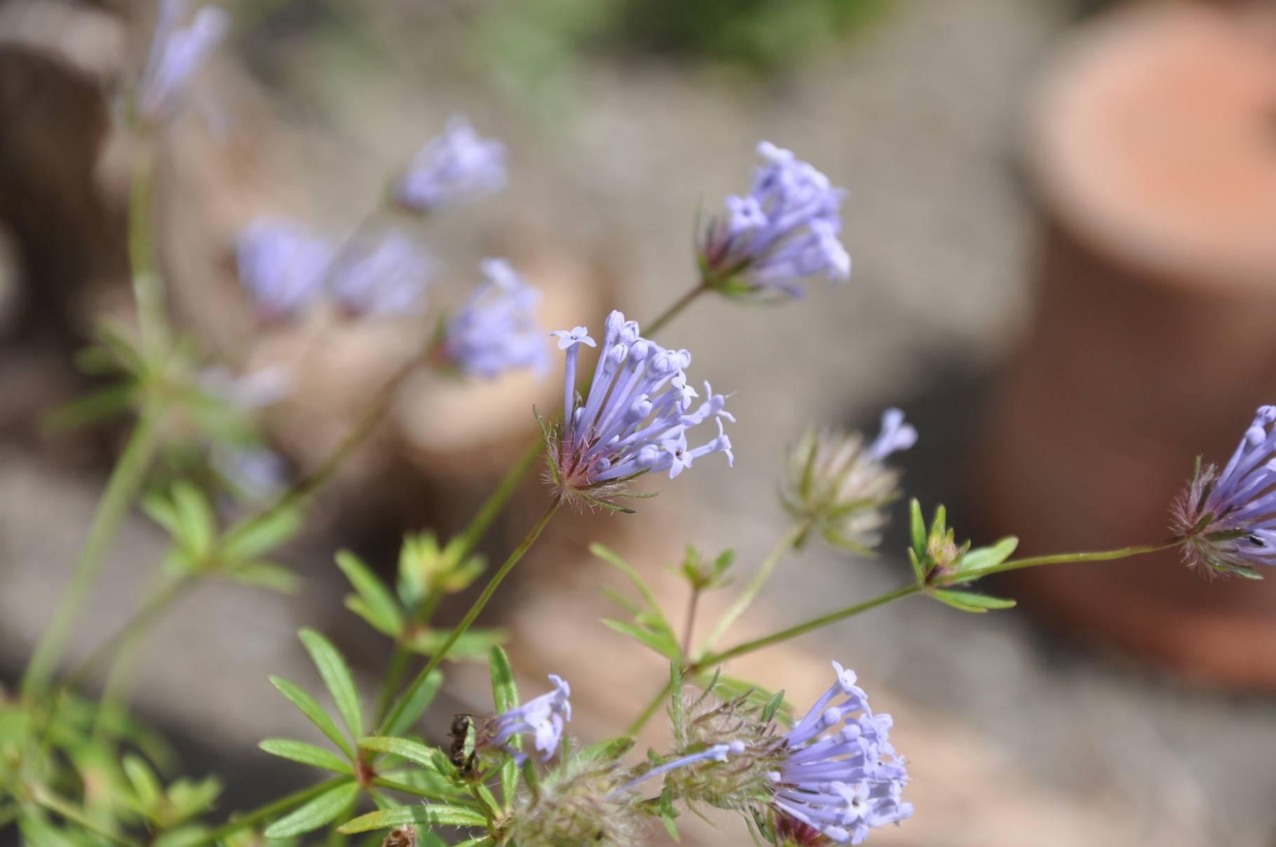 "Blauer Waldmeister"