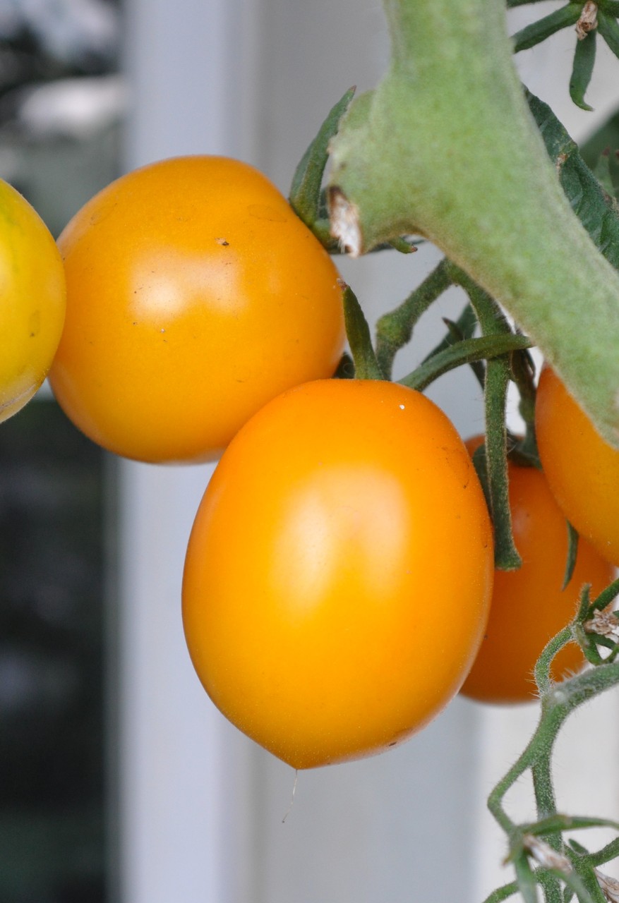 TOM 054 PSR Jaune de Chardonne / Die Tomaten sind zitronengelb, wiegen je etwa 60 g, sind süss und saftig und in der Form genau wie eine rundliche Pflaume. Der Ertrag ist beeindruckend und die Früchte sind gut haltbar.