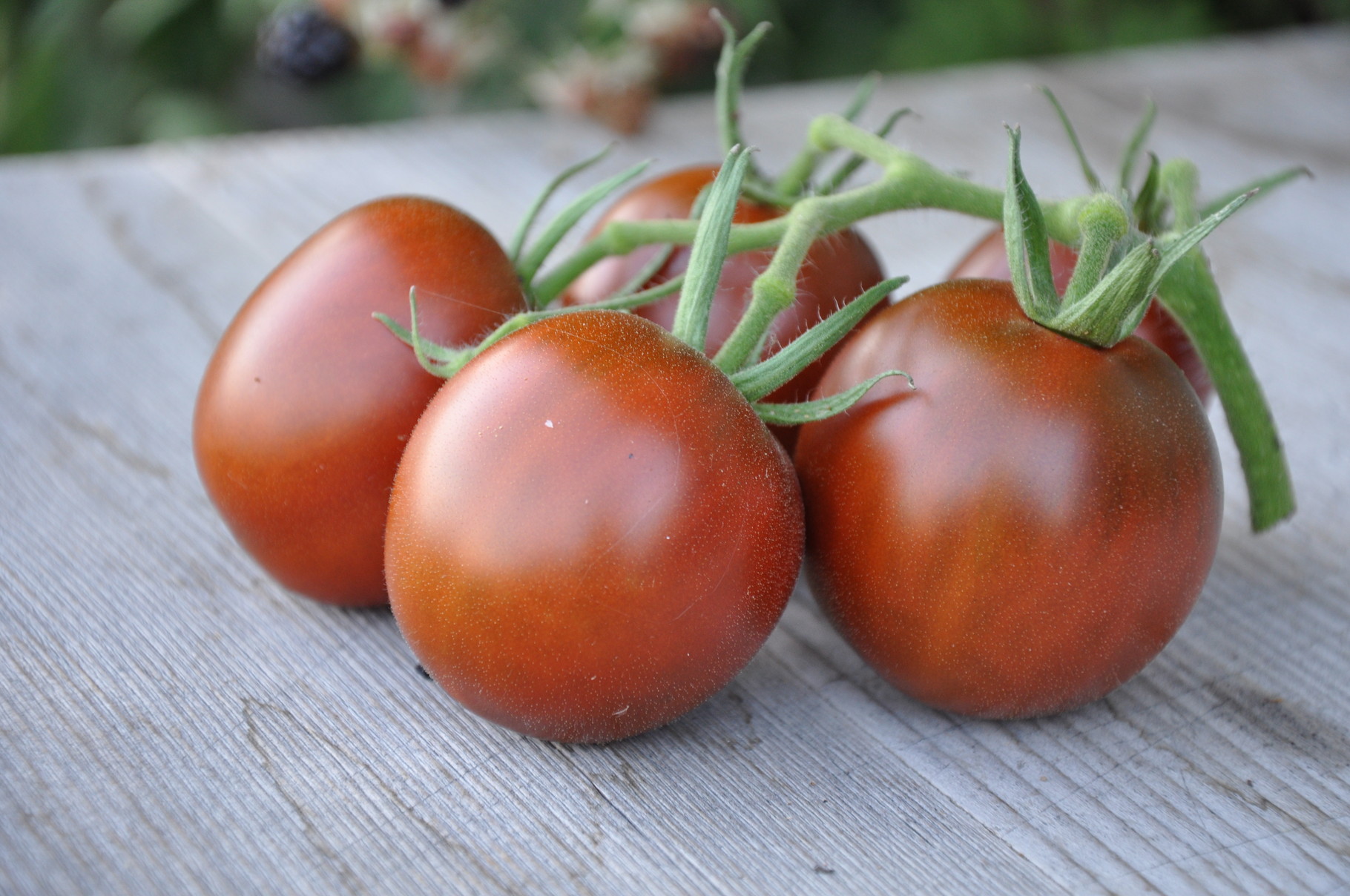 TOM 016 PSR Black Plum / Pflaumenförmige Tomate, 2- bis 3-kammerig, von dunkelbrauner Farbe mit dunkelrotem Stich. Dunkles Fruchtfleisch, köstlicher Geschmack, leicht süss. Massenträger (12 bis 15 Früchte à 50 g pro Stand).