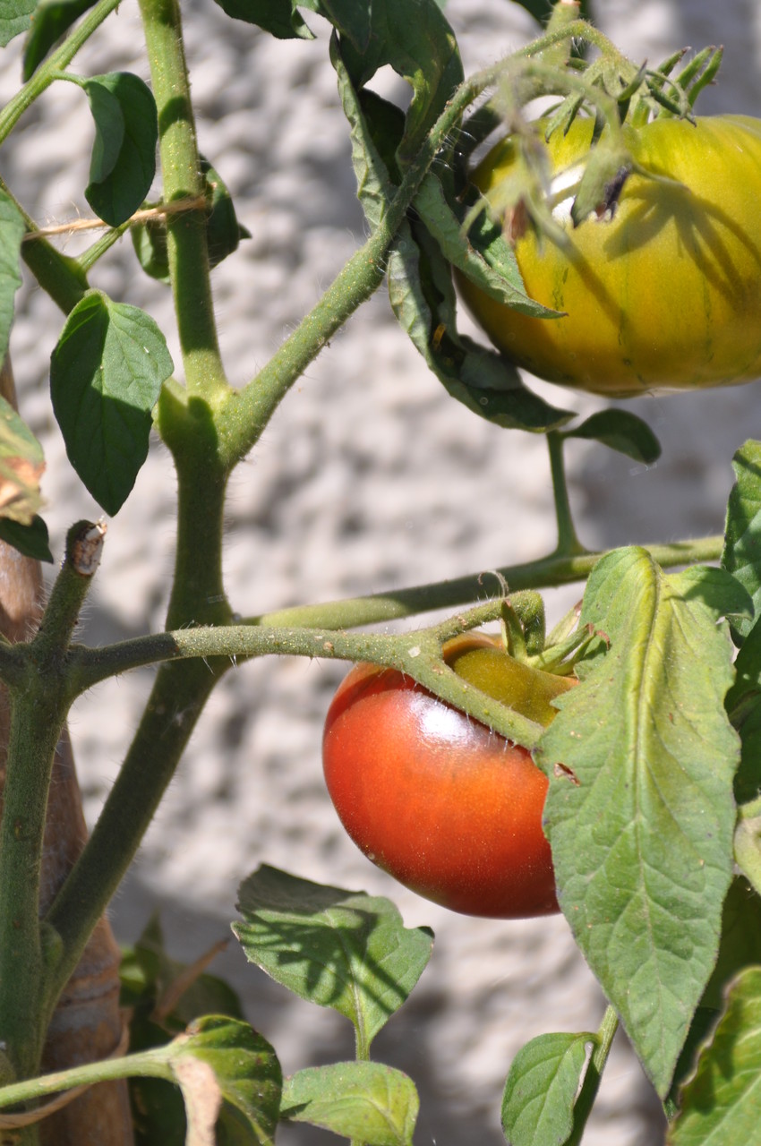 TOM 039 Schwarze Paris /  Kommt aus Paris. Sehr schöne, dunkle und aromatische Tomate