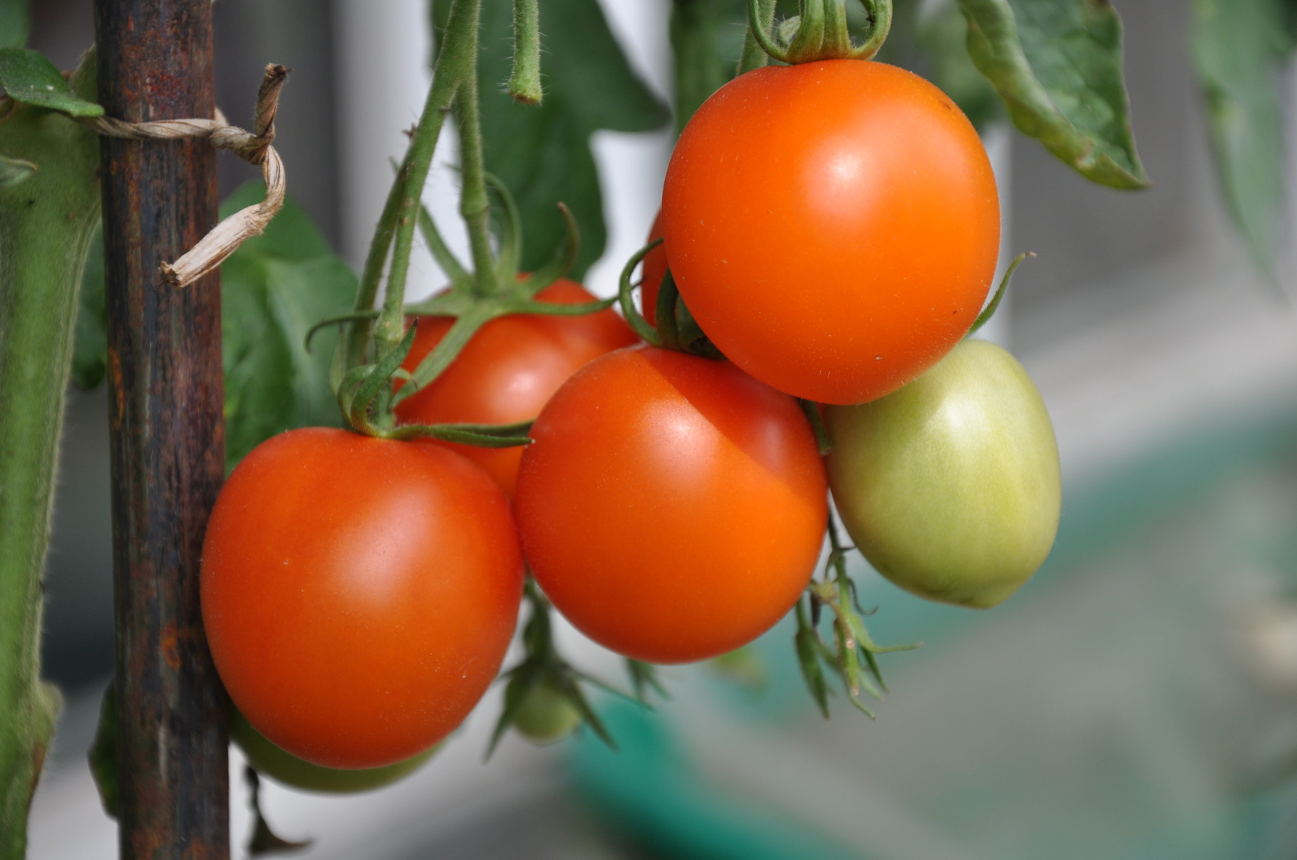 TOM 063 PSR Augria / Ursprünglich russische Züchtung, welche sogar eine Handelssorte gewesen sein soll.  Leuchtend orange Frucht. Lebhaft wachsend, relativ robust, die mittelgrossen aromatischen Früchte haften gut an der Staude. Früh bis mittelfrüh.