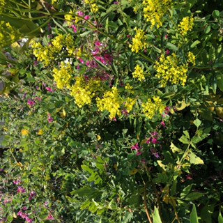 秋の花たち