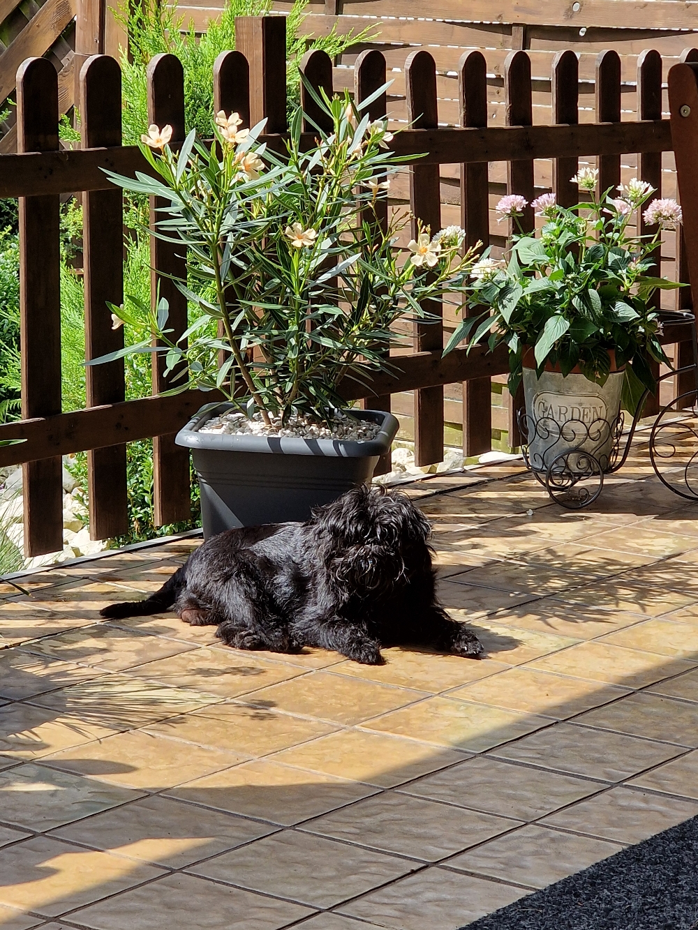 Momo liebt die Sonne 
