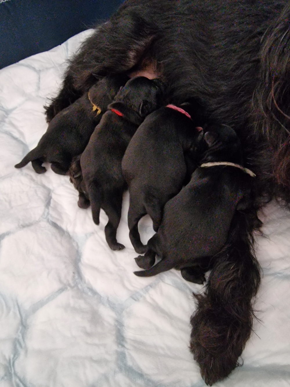 Komplett  5 Babys entwickeln sich gut
