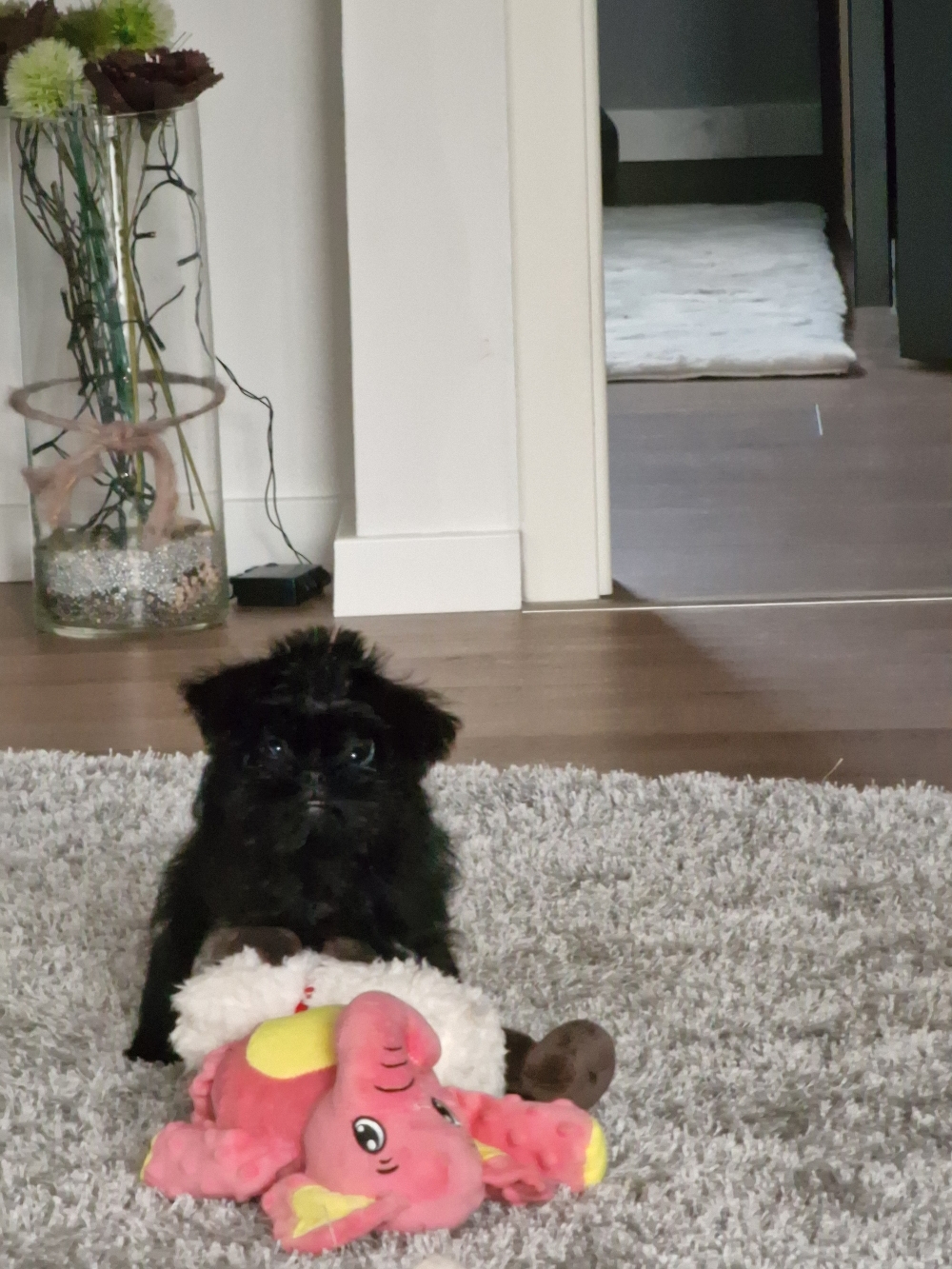 Yuma wird in Zukunft das Rudel bereichern 