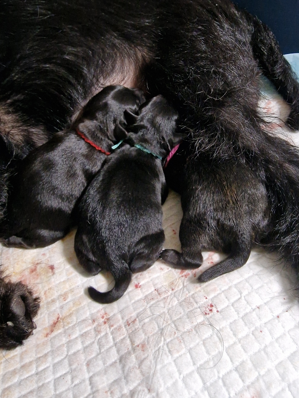 3 Welpen sind geboren 