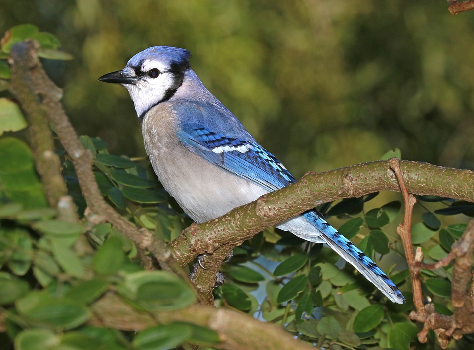 Saviez vous, que le geai bleu appartenait à la même famille que le corbeau et la pie ?