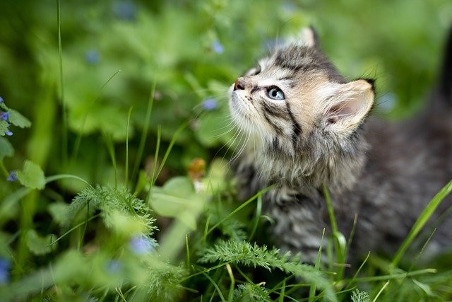 Pourquoi souscrire à une assurance chaton ?