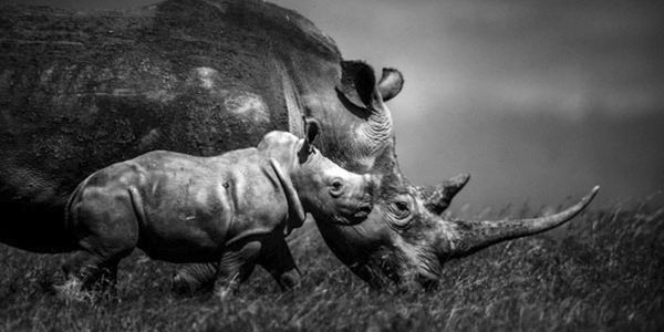 rhinoceros bebe noir et blanc laurent baheux