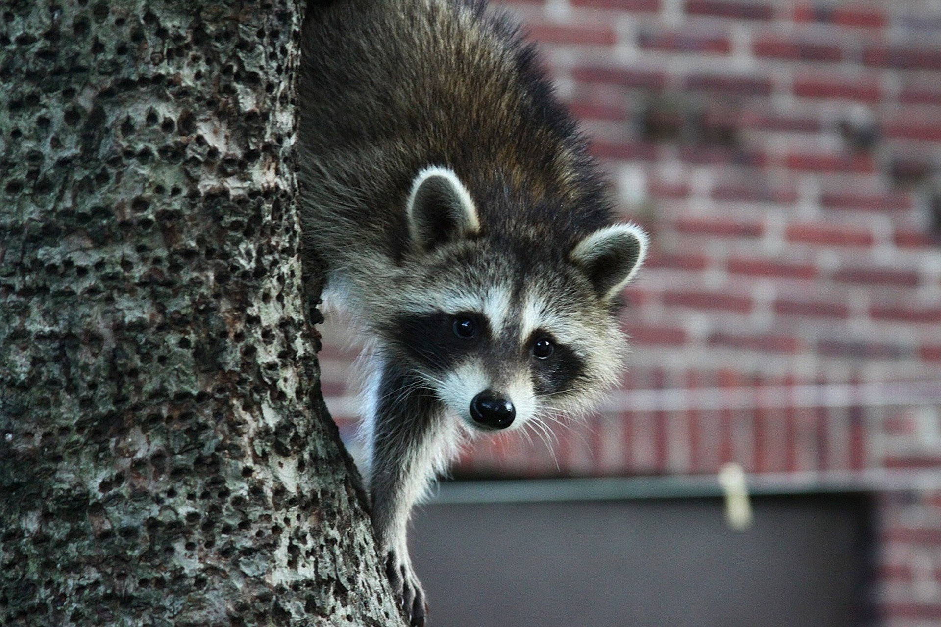 Des ratons laveurs en plein New York : récit d'une adaptation urbaine fascinante