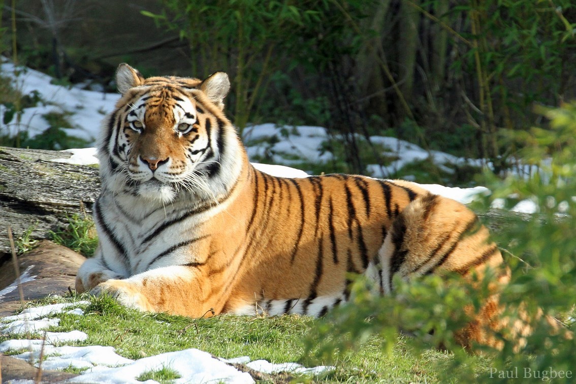Tigre de Sibérie poids, taille, longévité, habitat, alimentation Dictionnaire des animaux