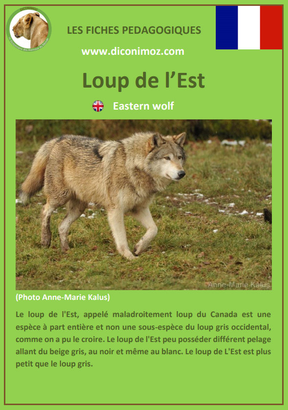 loup de l'est fiche pédagogique pdf à télécharger et a imprimer pour la maison ou pour l'école eastern wolf