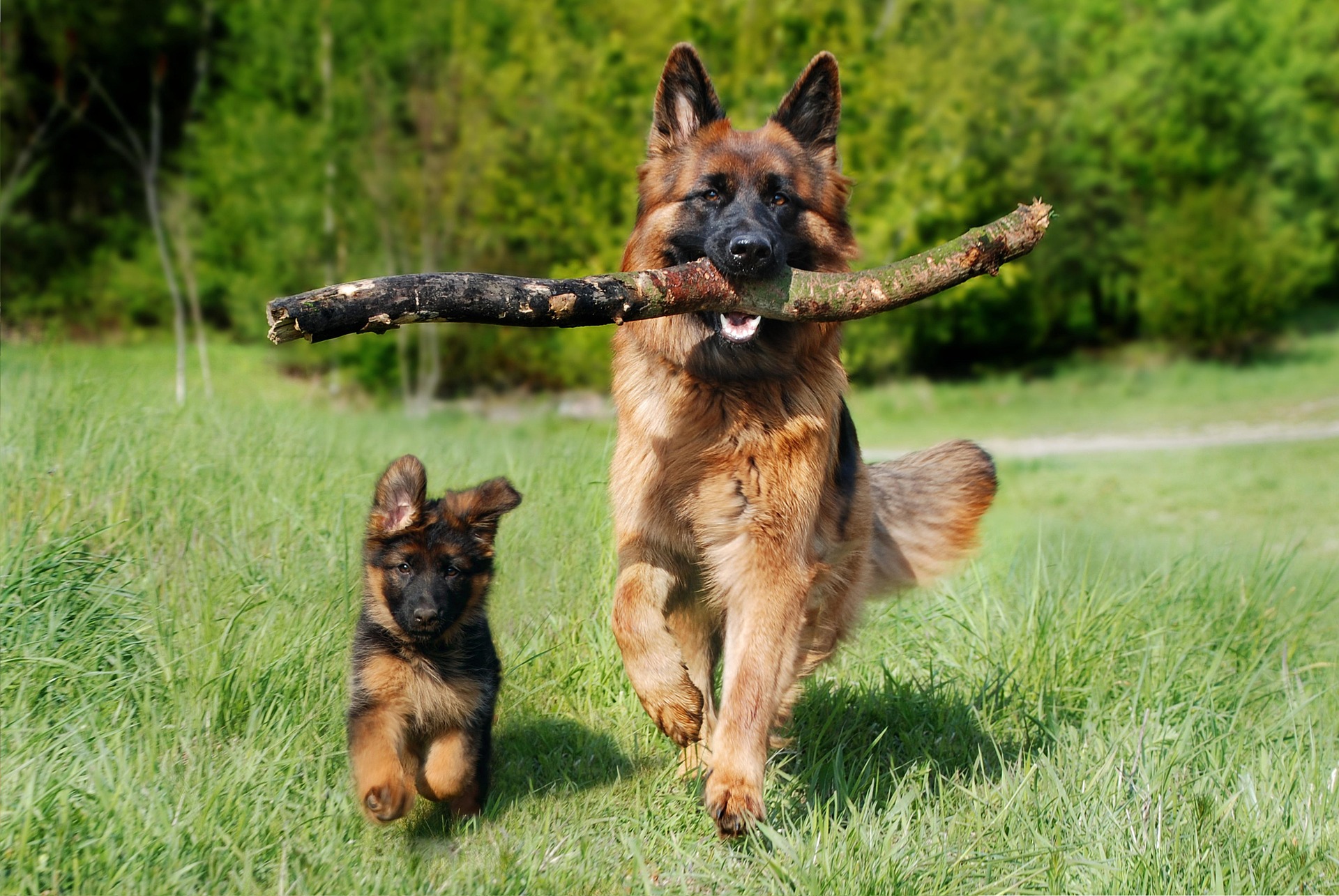 Top 10 des activités à faire avec son chien pour renforcer votre lien