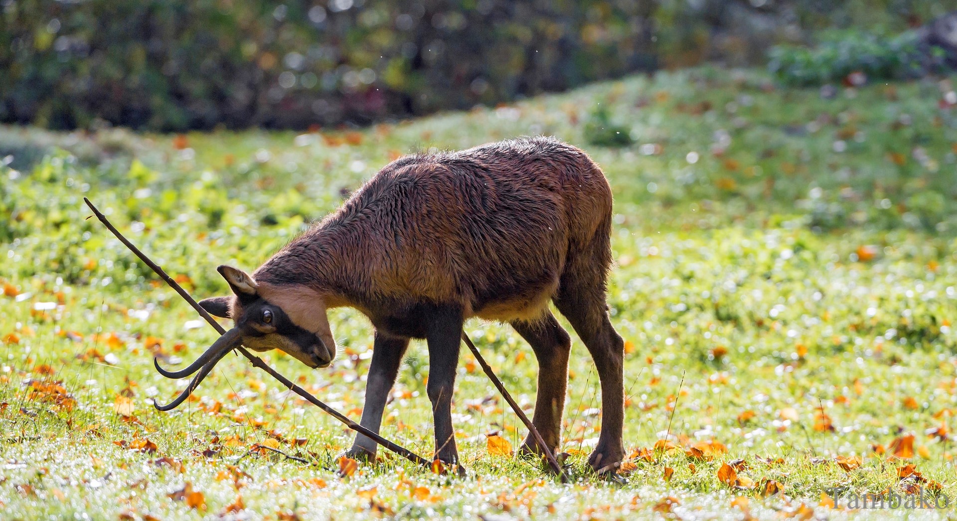 Caprinés - 700 fiches animaux à découvrir