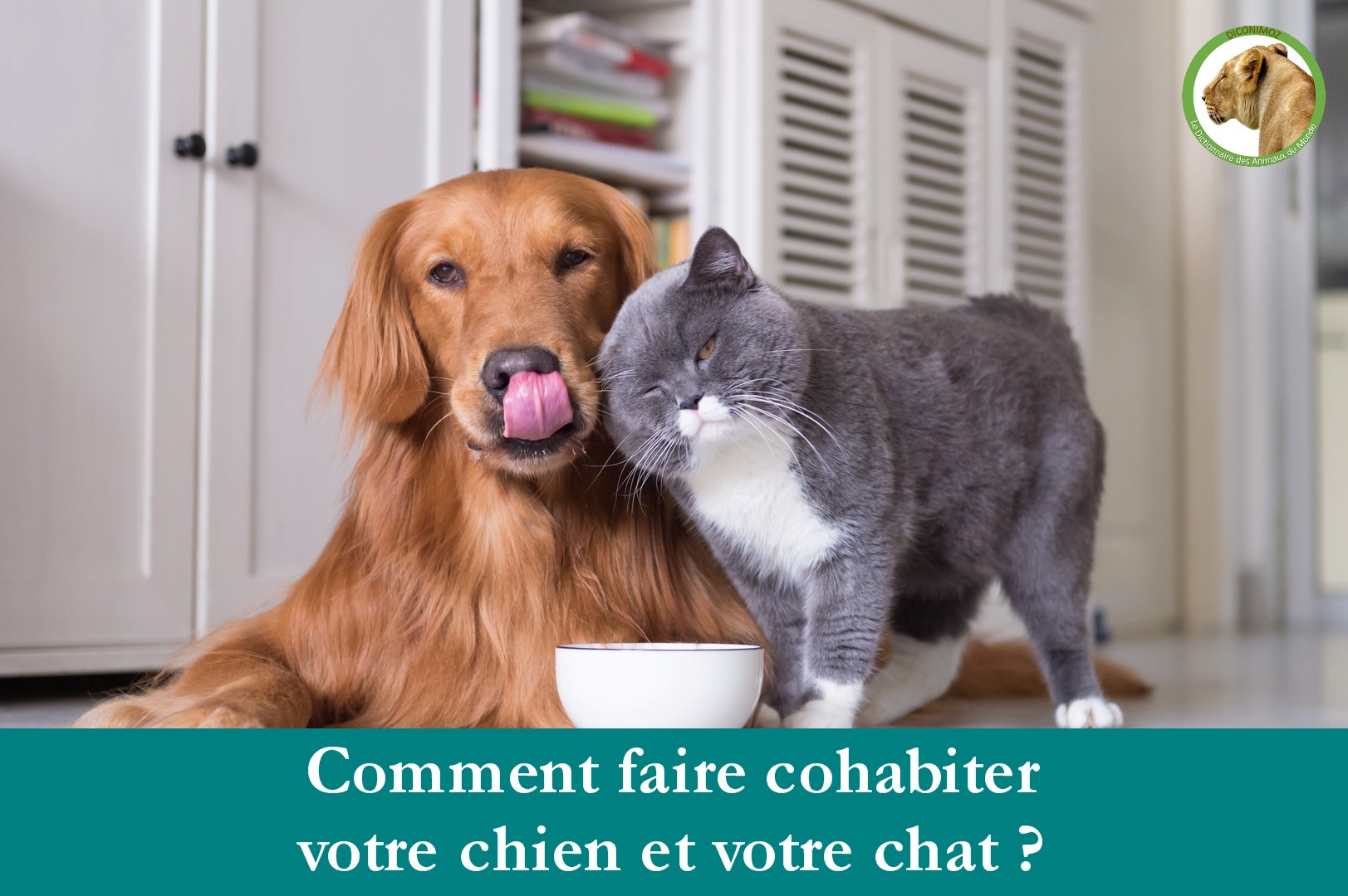 Comment faire cohabiter votre chien et votre chat ?