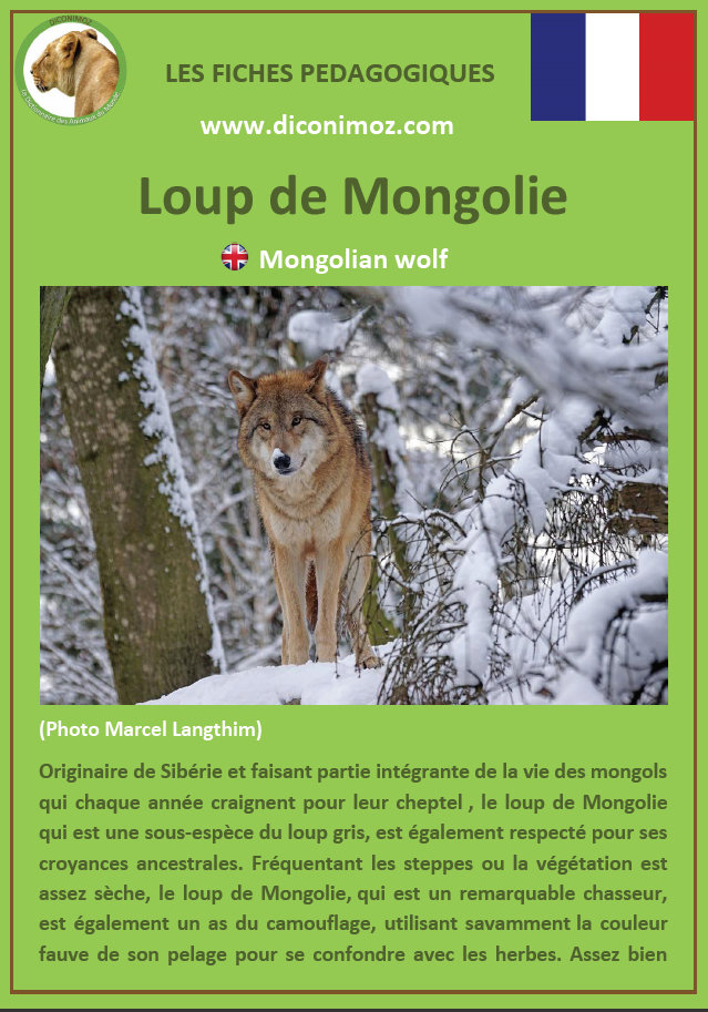 loup de mongolie fiche pédagogique pdf à télécharger et a imprimer pour la maison ou pour l'école mongolian wolf