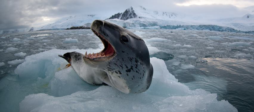 Le léopard des mers : un redoutable prédateur à la dentition impressionnante !