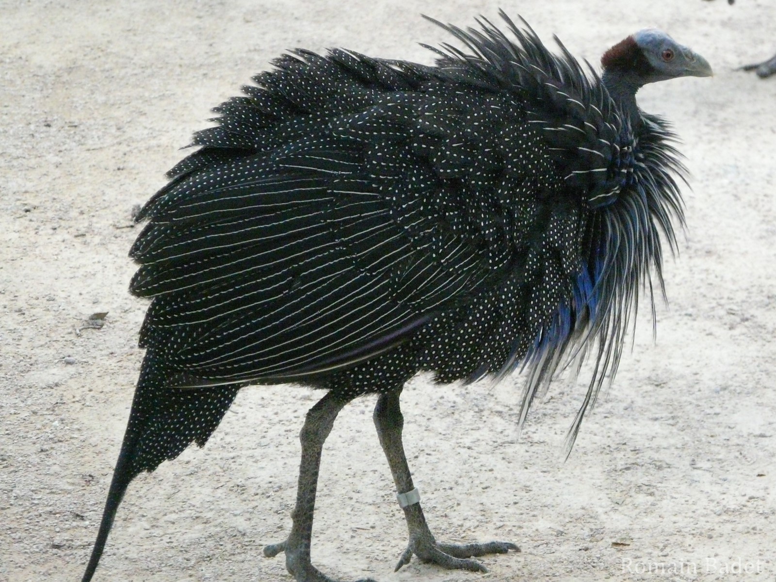 Pintade Vulturine Animaux Sauvages Chats Chiens Chevaux Le