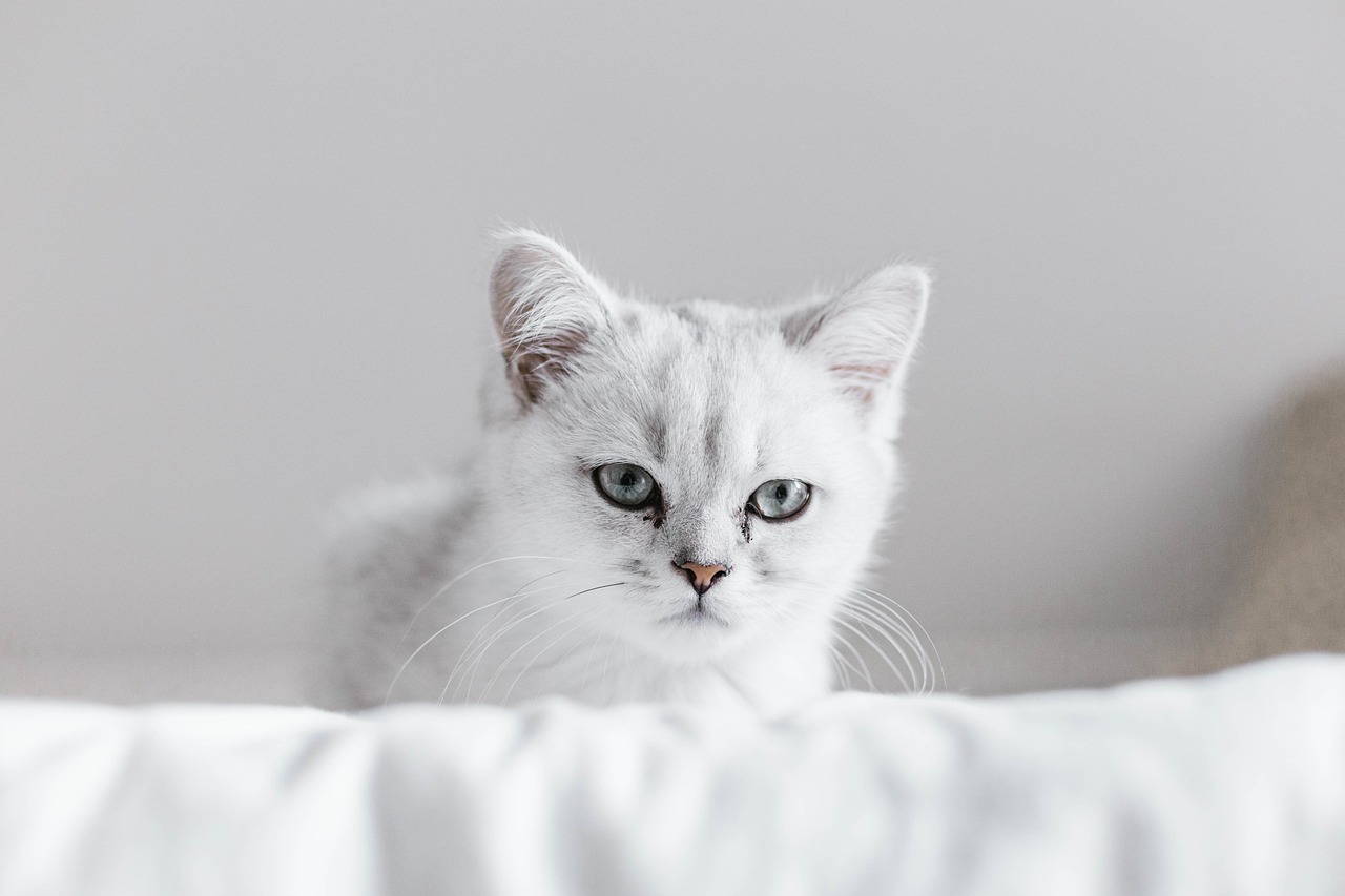 Votre chat vous juge, et il n’a pas tort.