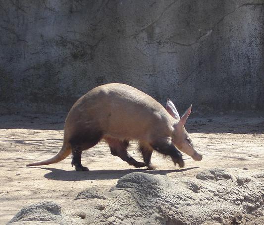 orycterope du cap fiche animaux afrique