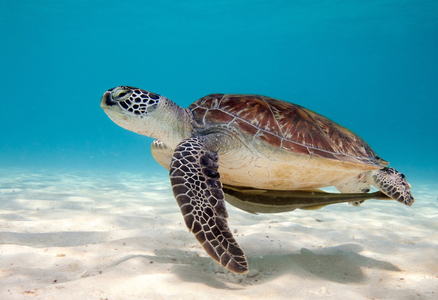 La tortue verte est capable de parcourir plus de 2600 km pour trouver un lieu de ponte !