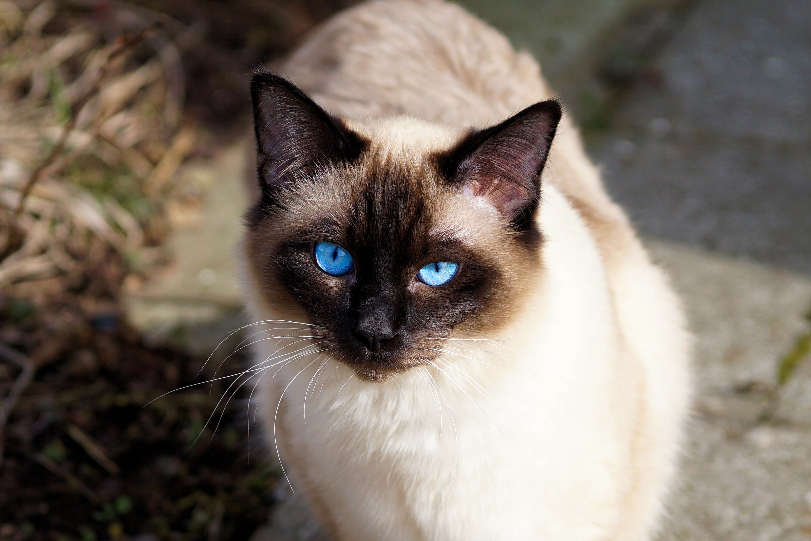 Balinais Origine Caractere Sante Couleur Fiche Chat Animaux Sauvages Chats Chiens Chevaux Le Site De Tous Les Animaux Du Monde