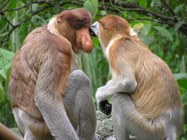 couple de singe nasique à long nez Borneo primate