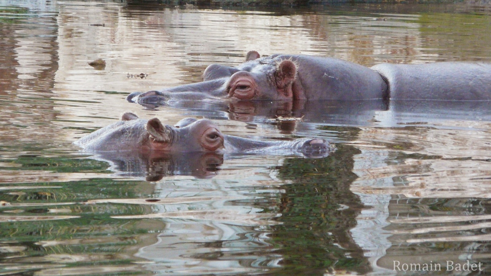 à Quelle Vitesse Court Un Hippopotame Hippopotame : poids, taille, longévité, habitat, alimentation -  Dictionnaire des animaux