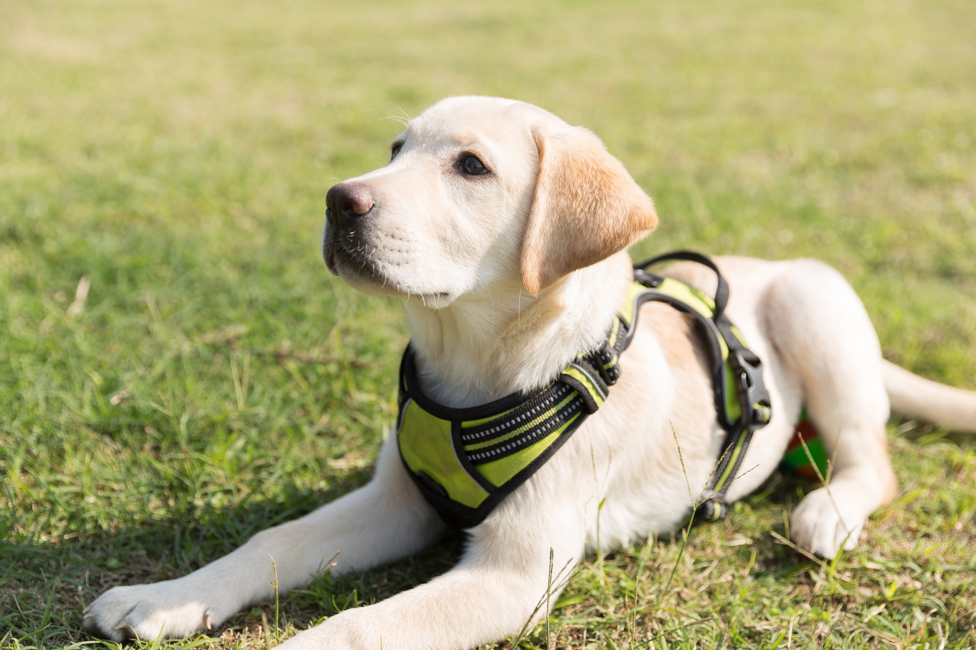 Les chiens guides d'aveugles : races les plus adaptées, temps de formation et démarches pour leur obtention, dans cet article complet