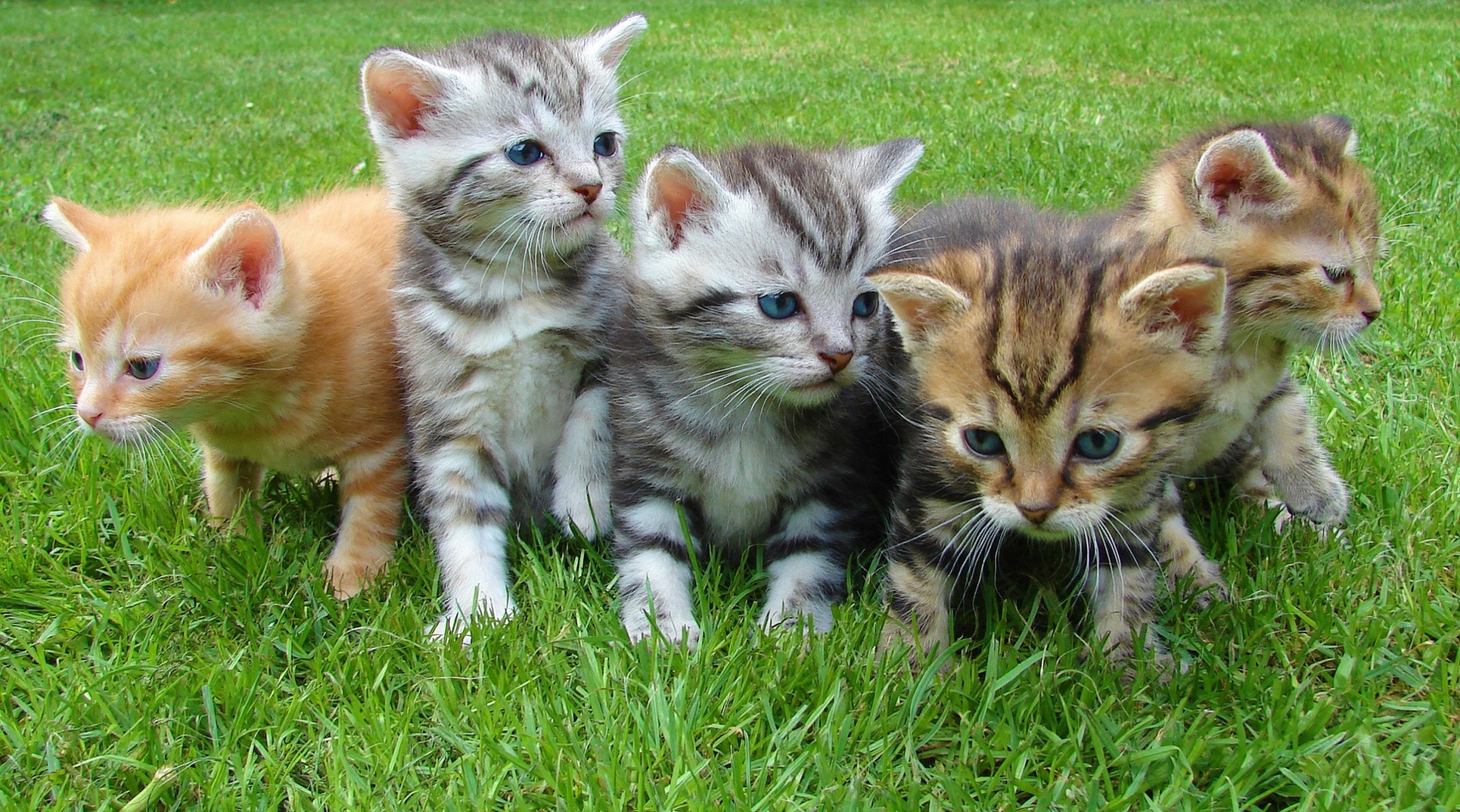 20 photos d'adorables chatons