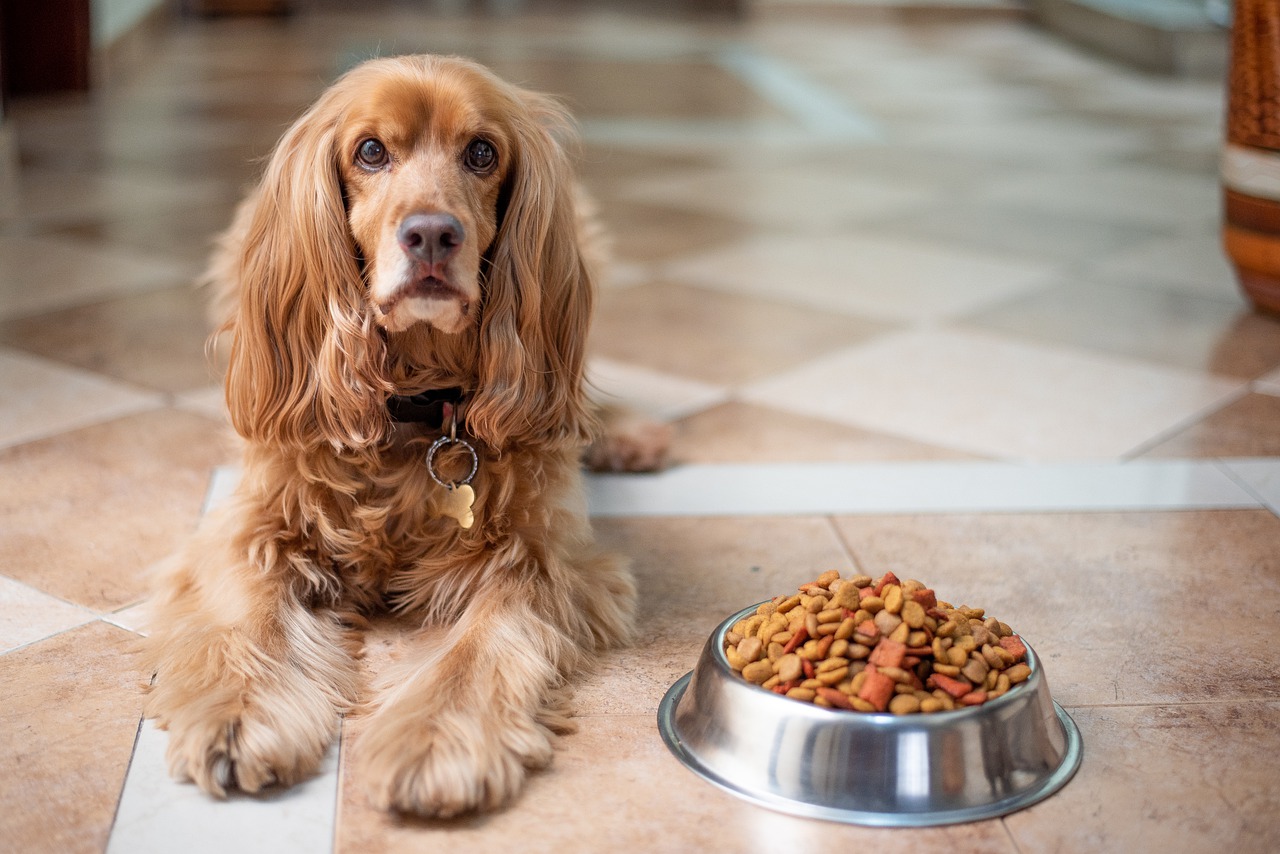 Quelle alimentation pour un chien âgé ?