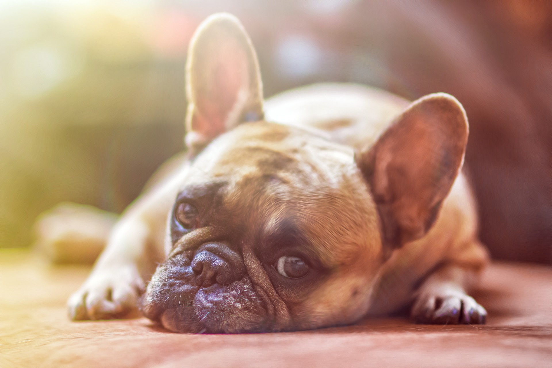 30 comportements de votre chien et leurs significations