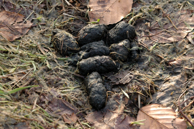 excrement crottes de sanglier regime alimentaire des animaux