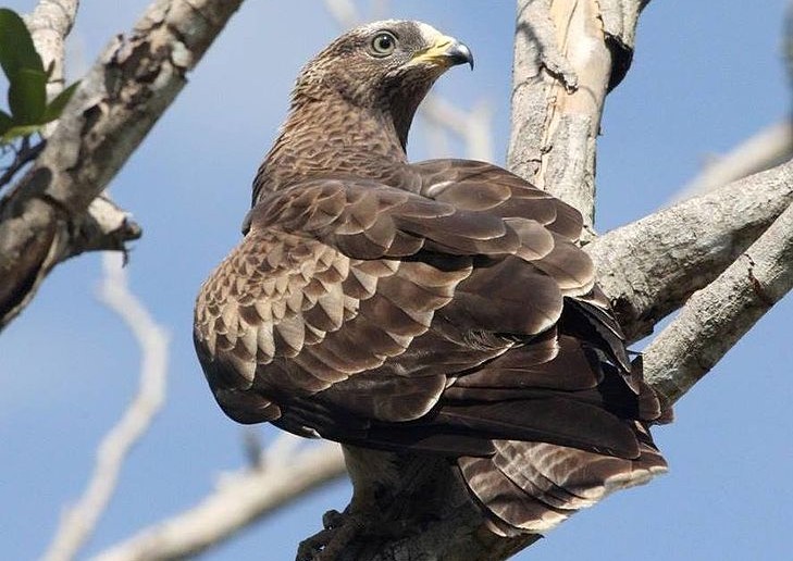 bondree apivore fiche oiseaux rapace mangeur de guepes frelon abeille habitat taille poids