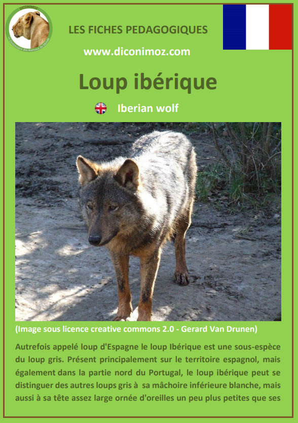 loup iberique espagnol fiche pédagogique pdf à télécharger et a imprimer pour la maison ou pour l'école iberian wolf