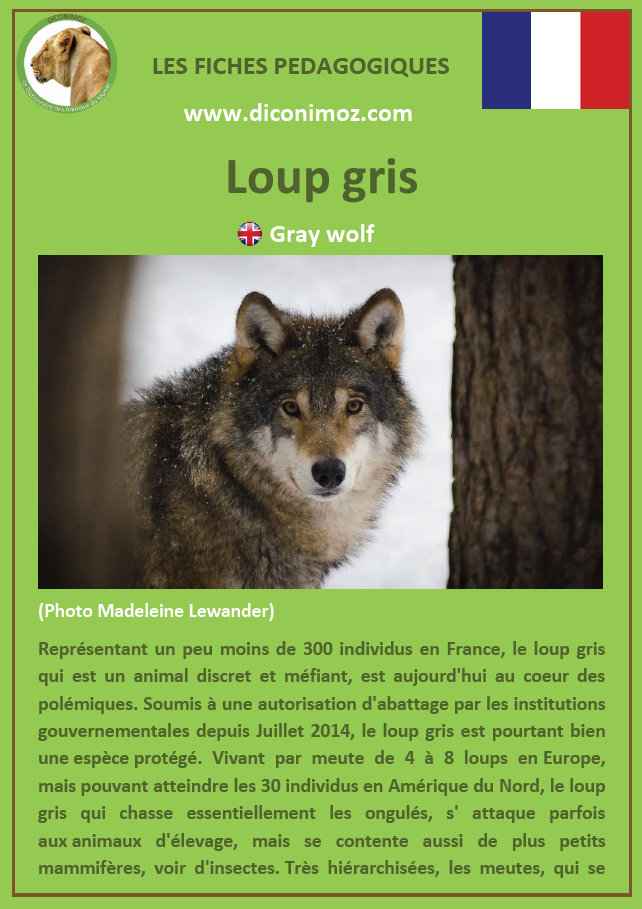 loup gris fiche pédagogique pdf à télécharger et a imprimer pour la maison ou pour l'école gray wolf