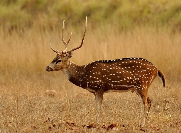 cerf axis fiche liste des animaux de l'inde