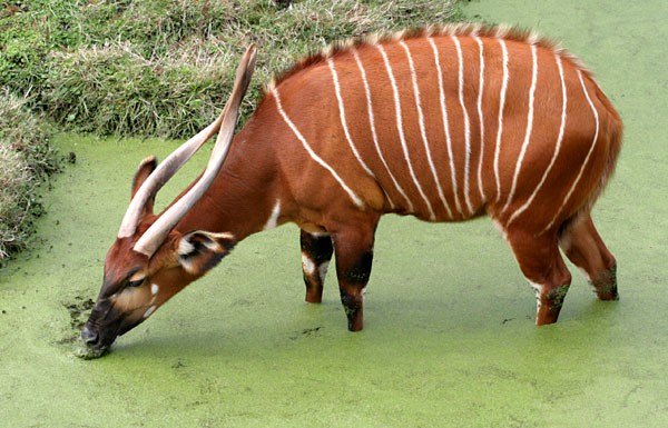 bongo antelope animal fact fiche animaux antilope afrique