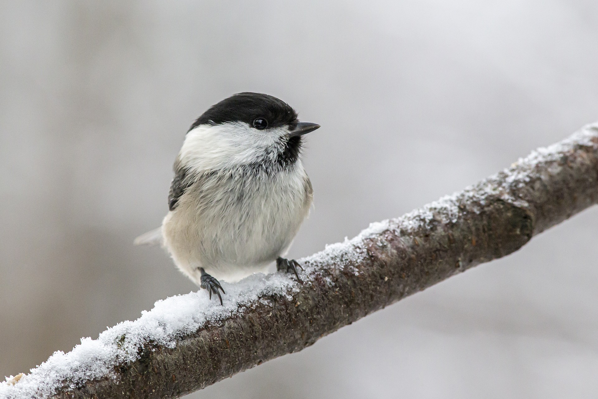 Présente en Arctique, comme en Europe, la mésange boréale est un oiseau très robuste