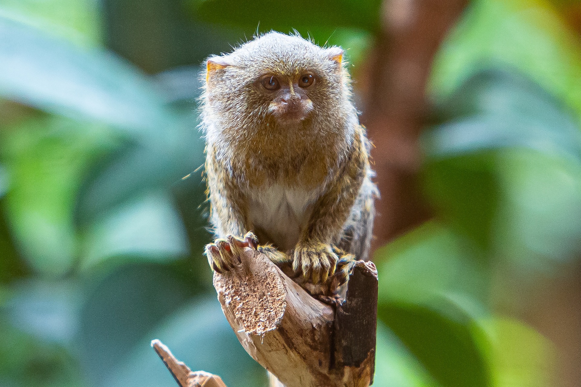 Le ouistiti pygmée, un tout petit singe qui ne pèse pas plus de 140 grammes
