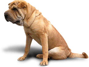 Image animaux detourée transparent sur fond blanc fiche chien shar pei png