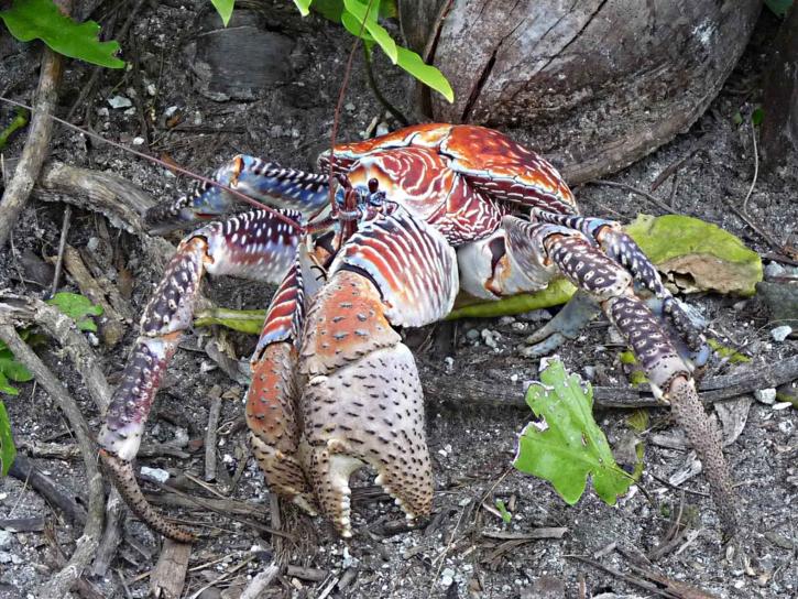 crabe geant des cocotiers fiches animaux crustaces  le plus gros antilles polynesie ocean pacifique