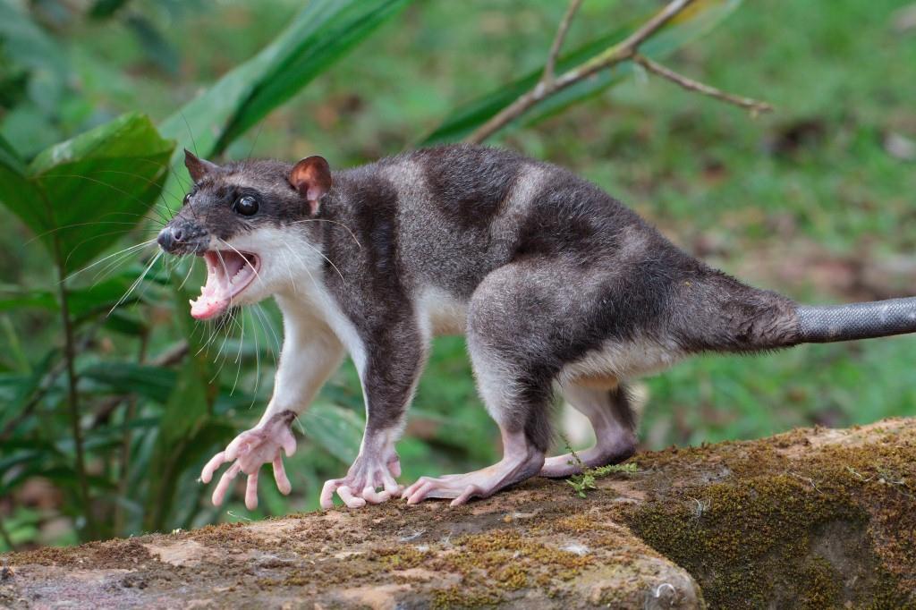 Le yapock, un marsupial aquatique aux caractéristiques uniques