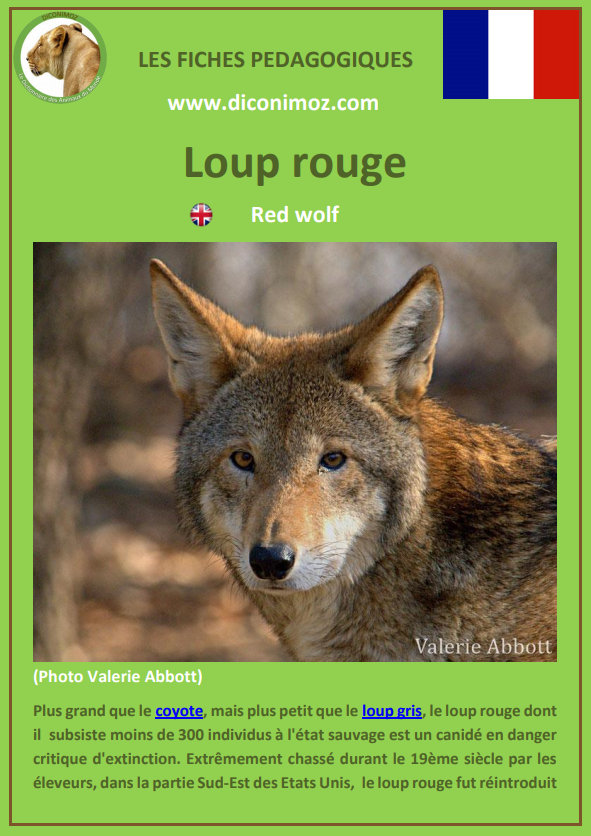 loup rouge fiche pédagogique pdf à télécharger et a imprimer pour la maison ou pour l'école red wolf