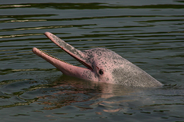 dauphin rose amazonie boto fiche animaux mammiferes marins animal fact dolphin amazonia