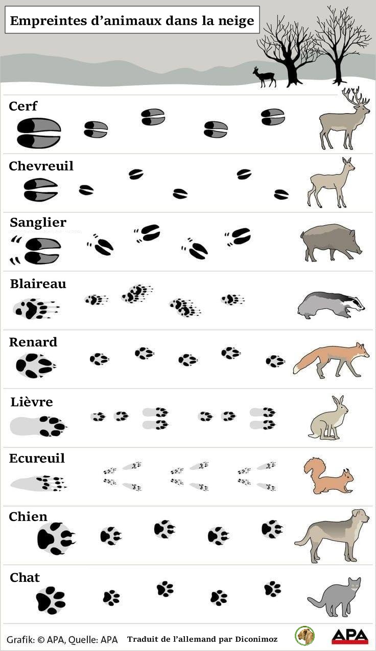 les empreintes d'animaux dans la neige