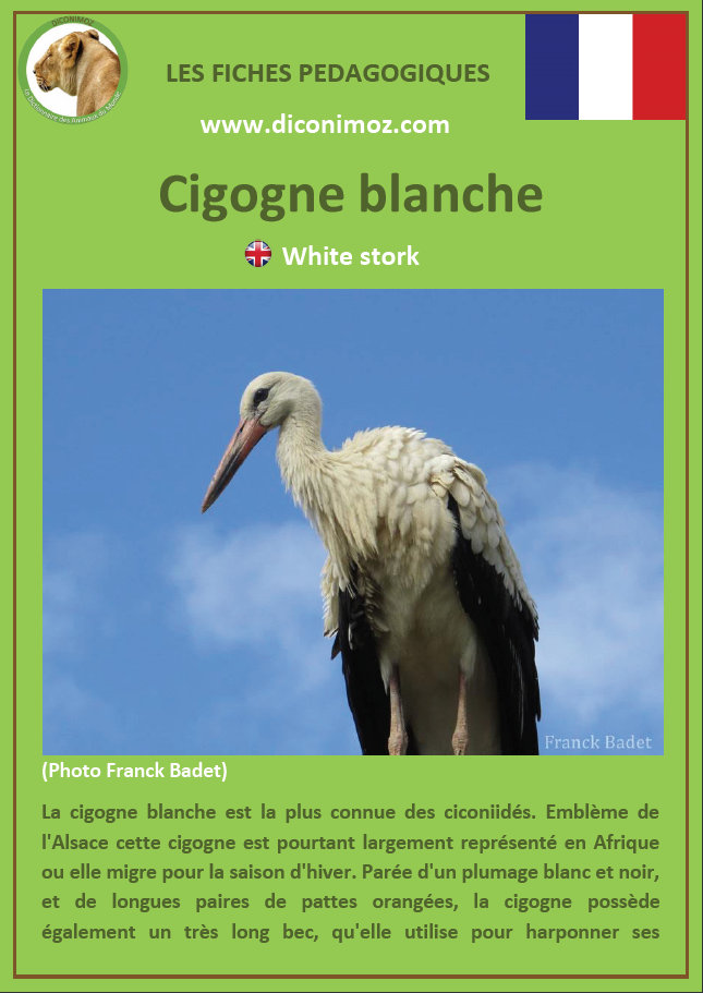 fiche animaux oiseaux pedagogiques a télécharger et a imprimer pour l'école ou la maison animal bird fact download