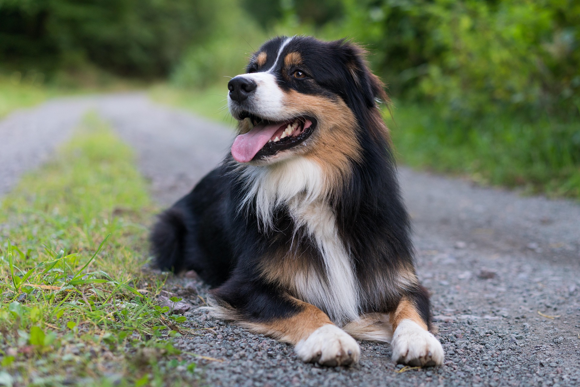 Le Berger Australien : le chien préféré des Français